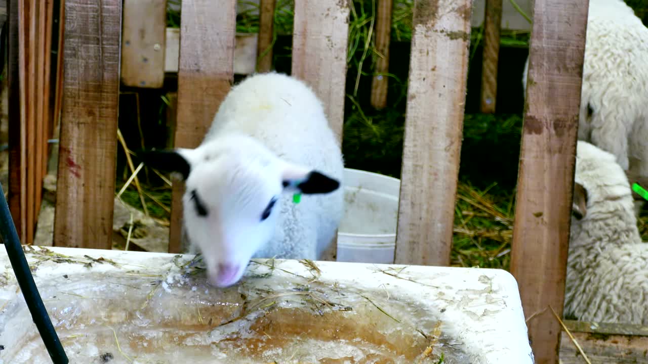 ovejas y corderos en animales de granja