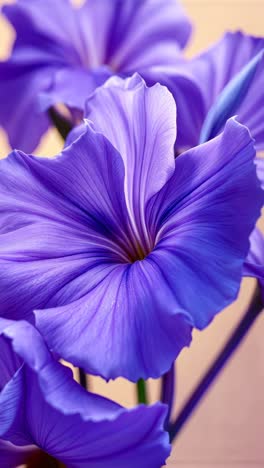 close-up of vibrant purple flowers