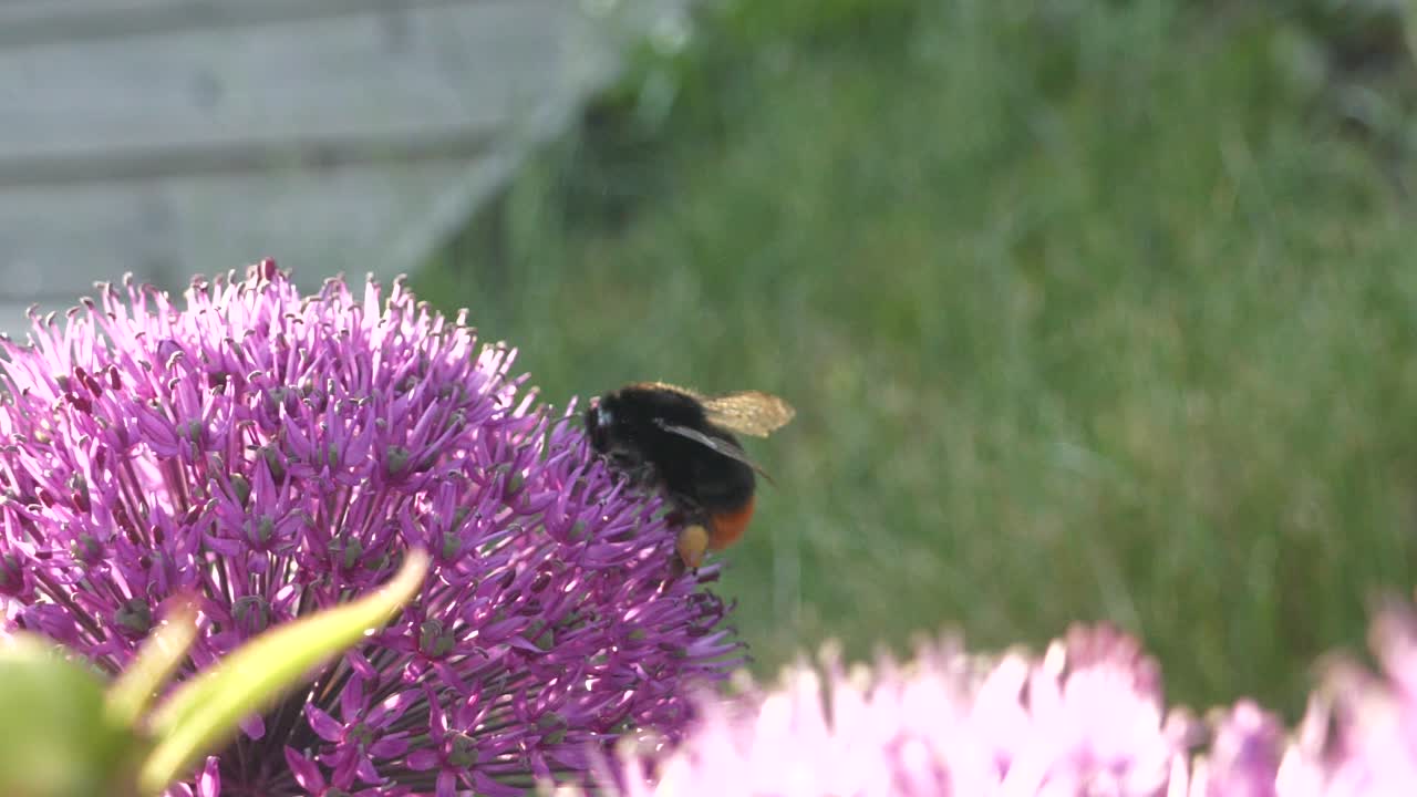 abejorro polinizando una flor rosa mientras mueve las alas