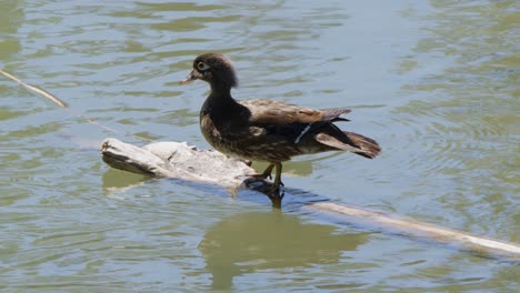 Adorable-female-Wood-Duck-in-pond-takes-flight-from-floating-log