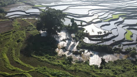 waikelo sawah waterfall - sunlit water on rice fields with waterfall as irrigation system in indonesia