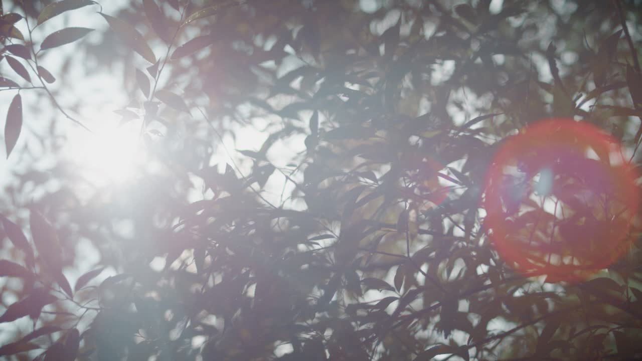 силуэты листьев в солнечном свете