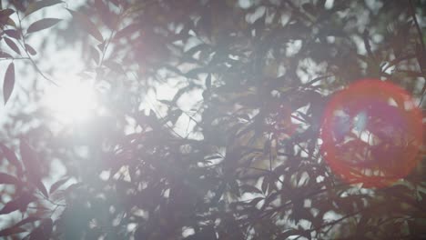 Silhouetted-Leaves-in-Sunlight