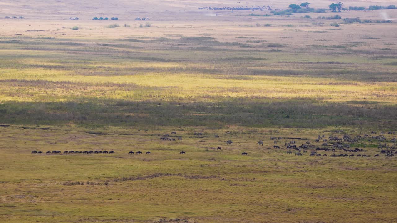 Wildebeest migration on the plains of the Ngorongoro crater preserve in Tanzania Africa, Aerial wide angle shot