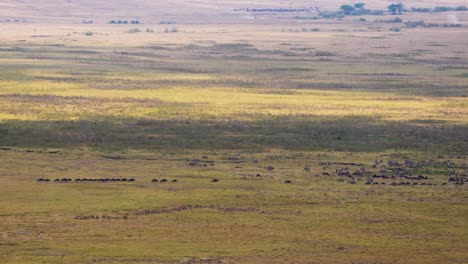 migración de ñus en las llanuras de la reserva del cráter de ngorongoro en tanzania áfrica, toma aérea de gran angular