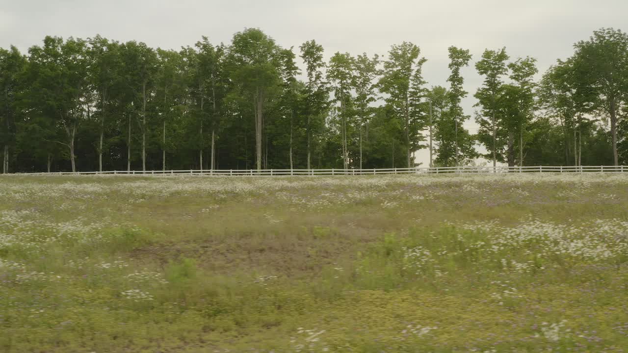 야생화는 숲 경계에 의해 자란 초원에서 피어나고 공중 오른쪽에서 왼쪽으로