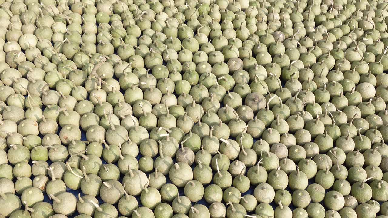 los frutos maduros de la manzana de madera (limonia acidissima) están alineados bajo el sol abierto para secarse. el fondo del patrón de la manjana de madera madura.