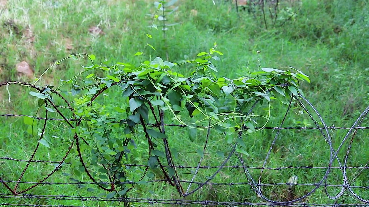 Vite verde che si arrampica su una recinzione di filo spinato arrugginito che ondeggia al vento, campo di erba alta nella campagna rurale, filmato ravvicinato di vegetazione spontanea