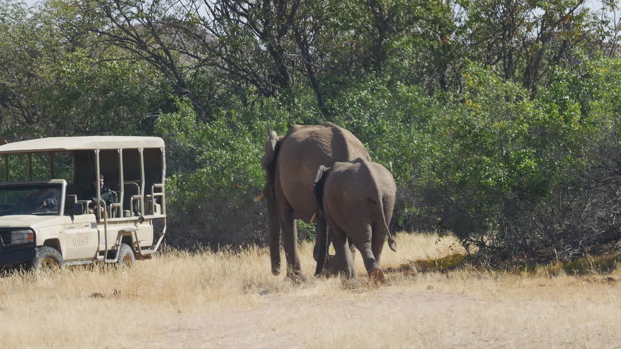 madre - bebé elefante caminando juntos hacia el camión safari