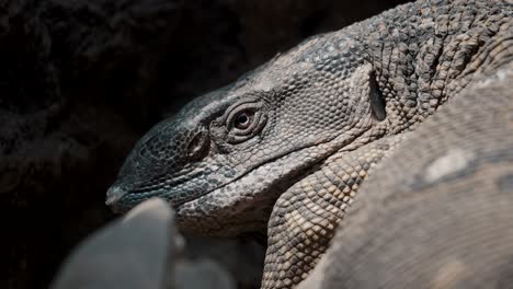 close headshot of dinosaur monitor lizard in tropical nature