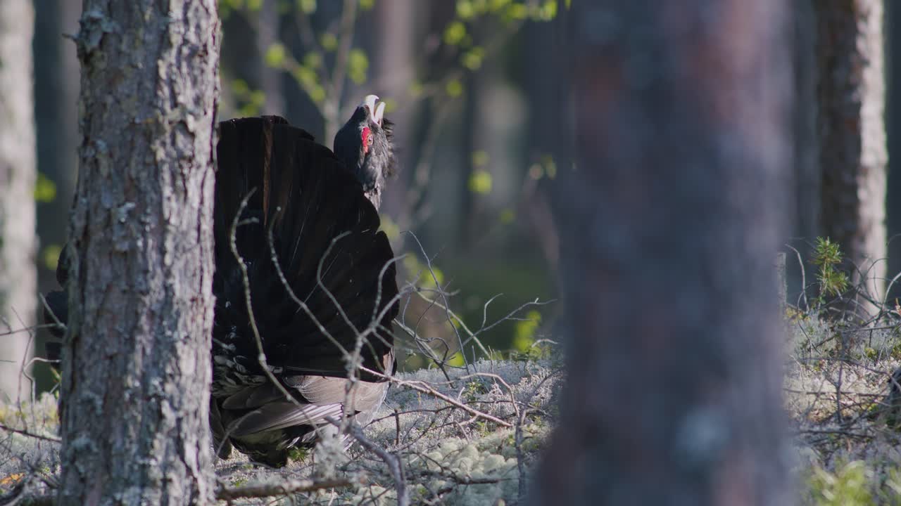 남성 서부 캐퍼케일리 (western capercaillie) 는 렉 (lek) 지역에서 렉킹 (lekking) 계절에 소나무 숲에서 아침 빛에 가까이 서식합니다.