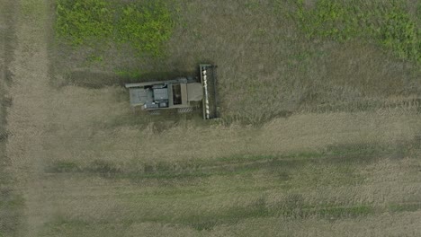 aerial establishing view of combine harvester mowing yellow wheat, dust clouds rise behind the machine, food industry, yellow reap grain crops, sunny summer day, birdseye drone dolly shot moving right