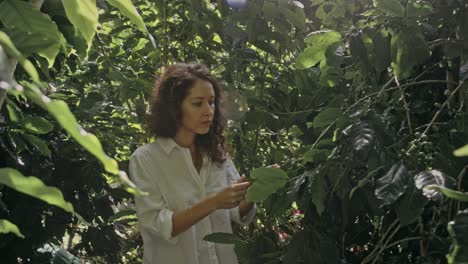 woman inspecting coffee plants