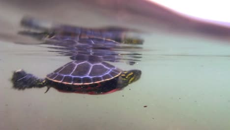 an underwater shot of a turtle before a young boy catches it and raises it out of the water