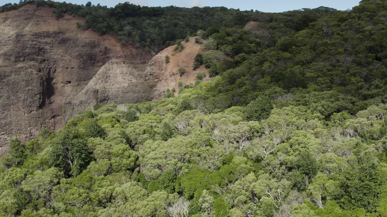 vuelo por encima de las copas de los árboles verdes y exuberantes en el bosque en el parque estatal del cañón de waimea, imágenes de drones de arriba hacia abajo de las copas de los árboles y las montañas rocosas