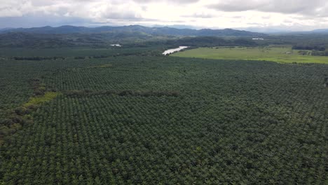 Una-Enorme-Finca-De-Aceite-De-Palma-En-Costa-Rica