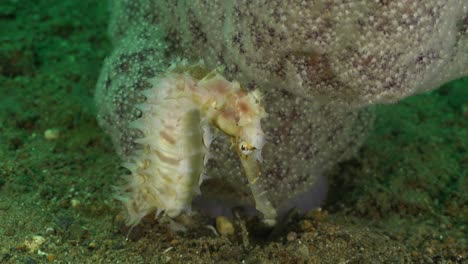 white thorny seahorse in front of pink soft coral