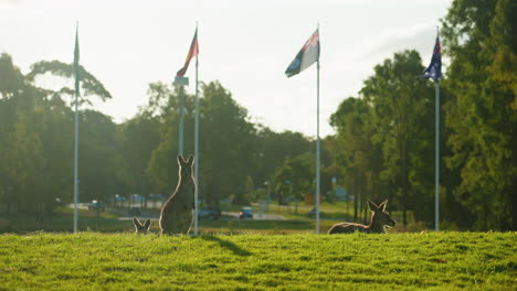 Canguros-Nativos-De-Vida-Silvestre-Frente-A-La-Icónica-Bandera-Australiana-Y-La-Bandera-Indígena-Aborigen,-4k