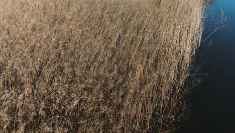 tall golden grass at grassy lake water trail in bell slough wildlife management area in arkansas, usa