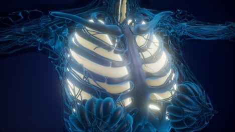 Human-Body-with-Visible-Lungs