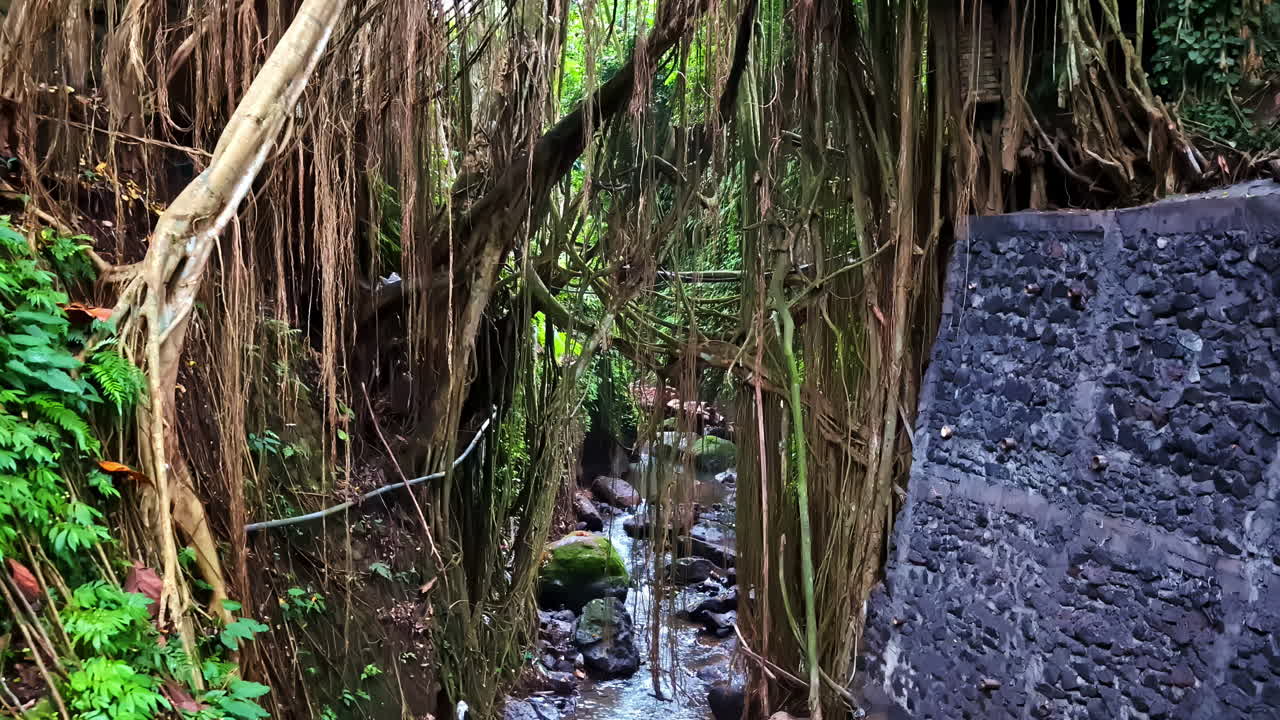 Closeup view of dense, lush Monkey Forest with numerous hanging aerial roots from banyan trees in Bali, Indonesia