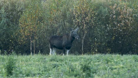 Wilder-Kleiner-Elch,-Der-Gras-In-Der-Abenddämmerung-Der-Wiese-Frisst