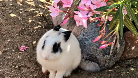 white bunny with black ears sitting under blooming pink flower bush