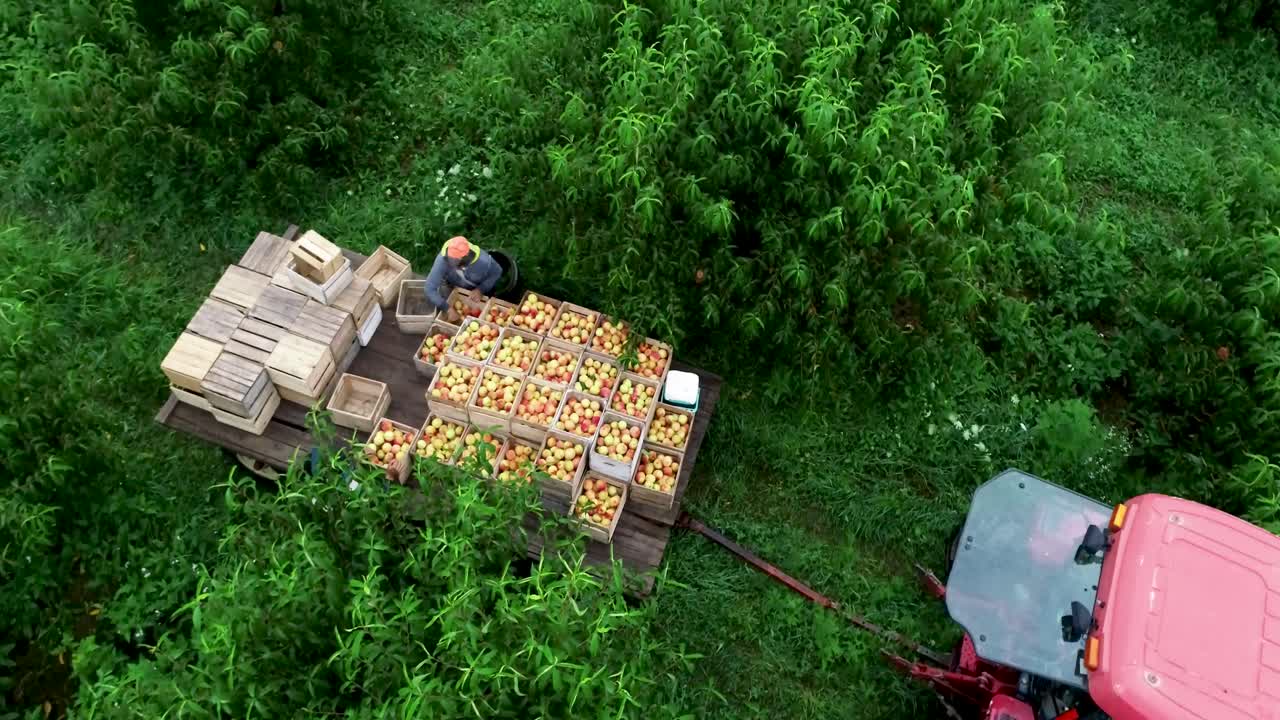 Apple Harvest with Tractor
