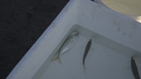 Peces-Vivos-Y-Muertos-Capturados-En-El-Mar-En-Un-Recipiente