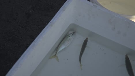 peces vivos y muertos capturados del mar en un cuenco