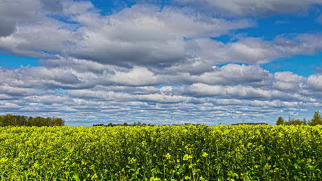 Hermoso-Lapso-De-Tiempo-En-El-Campo-De-Aceite-De-Colza-En-Un-Día-Soleado