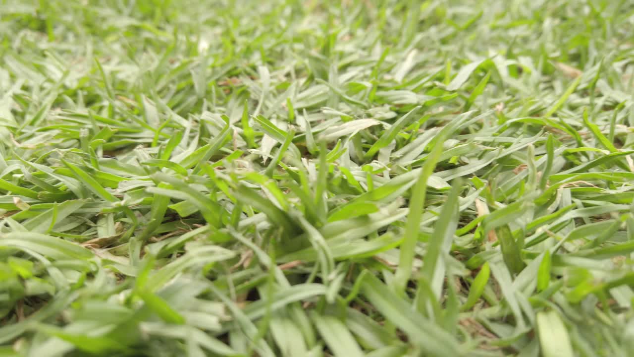 Pan shot of green grass during the day in a garden, outdoor, close up