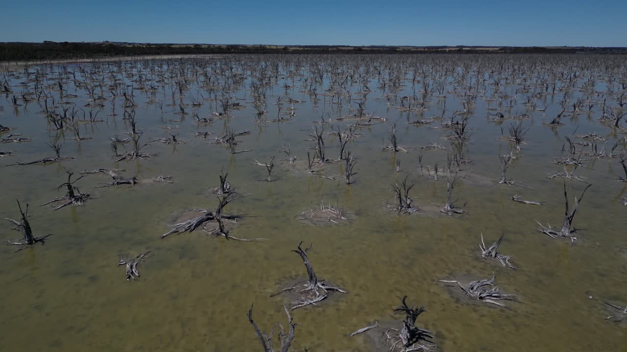 Dry trees in Taarbin Lake destroyed by rising salinity levels, Western Australia