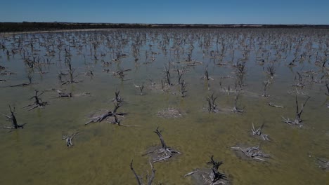 Árboles-Secos-En-El-Lago-Taarbin-Destruidos-Por-El-Aumento-De-Los-Niveles-De-Salinidad,-Australia-Occidental