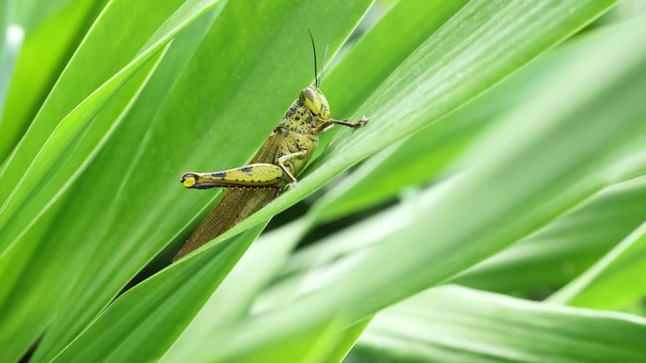 primer plano de un saltamontes posado en hojas de hierba verde vibrante