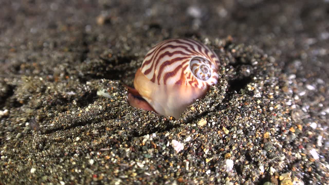 concha de luna sumergiéndose en la arena por la noche en el fondo del arrecife arenoso