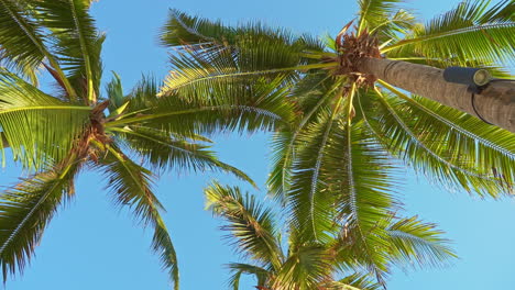 Tiro-Giratorio-De-Palmeras-Paradisíacas,-Tiro-De-ángulo-Bajo