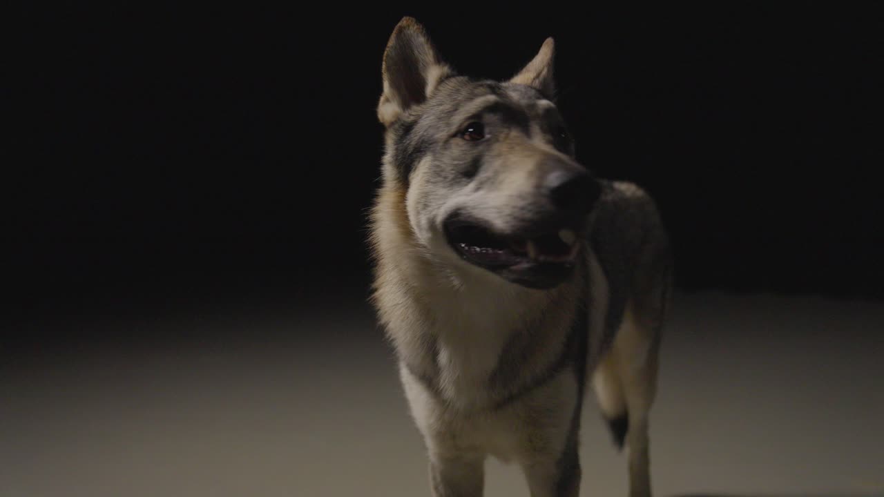 perro lobo en un ambiente de estudio oscuro