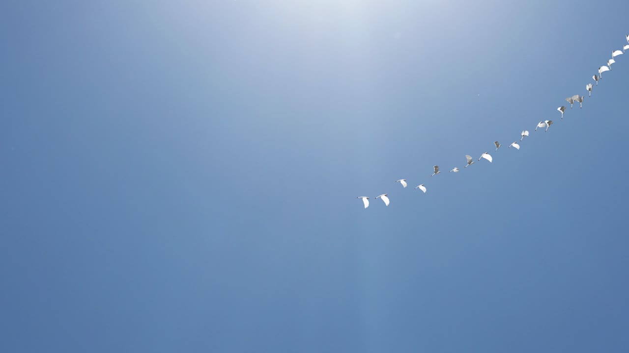 Birds in Flight against a Blue Sky