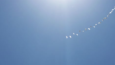 birds in flight against a blue sky