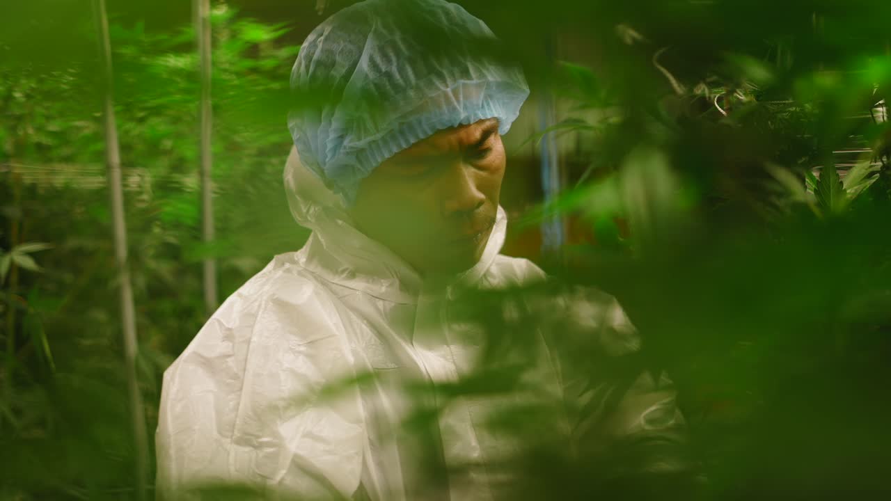 Cannabis Grower Inspecting Plants