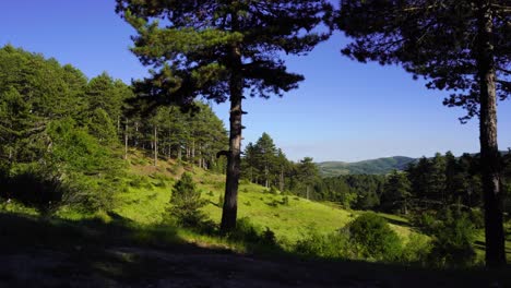 senderismo en un hermoso bosque natural con pinos y prados de hierba verde en voskopoja