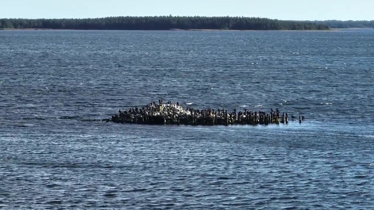 数十羽のカワウ（Phalacrocorax carbo）が岩の上に止まっている。エストニア、サーレマー島。