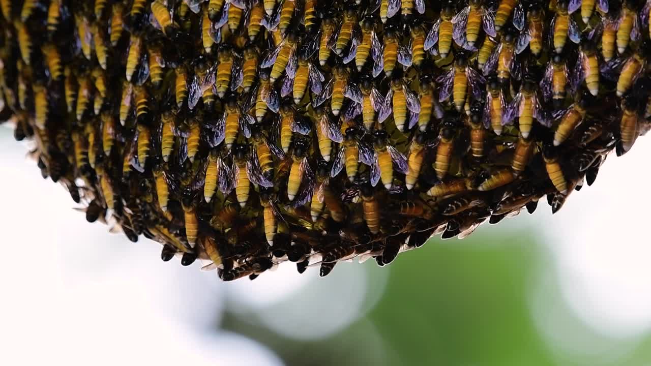 se sabe que las abejas melíferas gigantes construyen grandes colonias de nidos con bolsillos simétricos hechos de cera para almacenar miel como fuente de alimento.