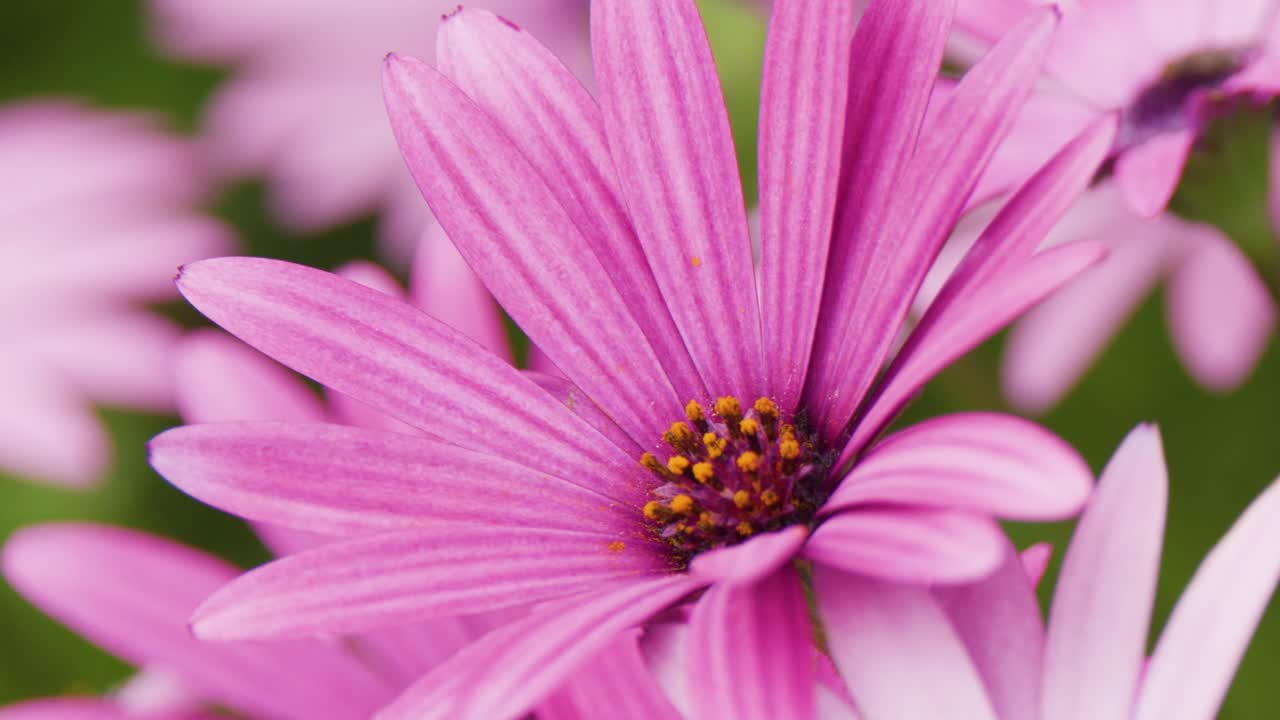 Macro camera slowly moves across vibrant pink Osteospermum flower, highlighting petals and pollen