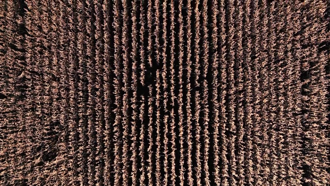 Aerial Top-Down View of Brown Crop Field in Rows
