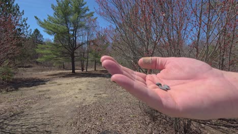 on a bright sunny day in early spring a wild bird lands on open hand looking around before flying off