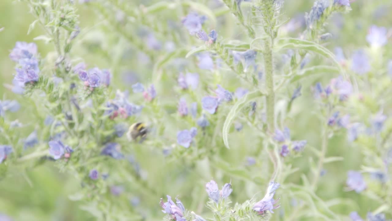 Bumble bee working in nature.