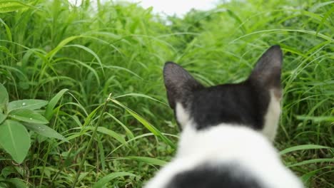 Lindo-Gato-Blanco-Y-Negro-Pasando-Por-Debajo-De-La-Cámara-Para-Mirar-Alrededor-De-Un-Camino-De-Hierba-A-Cámara-Lenta