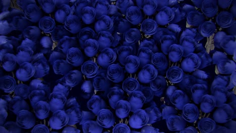 blue rose background